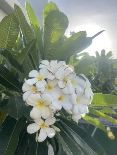 صورة ٤، استراحة الماسه