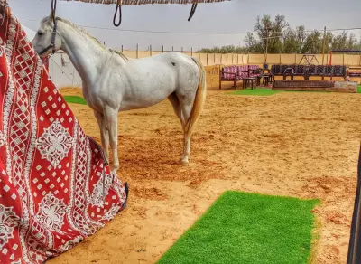 مخيم الفرسان