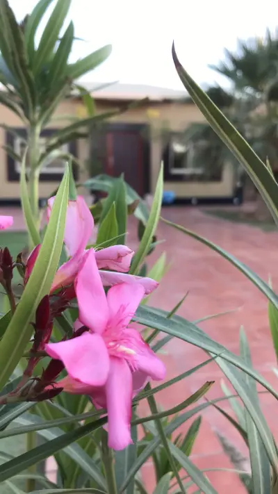 صورة ٤، شاليه الحور