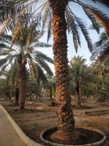 صورة ٥، مزرعة الشيخ عبدالعزيز بن إبراهيم المهنا