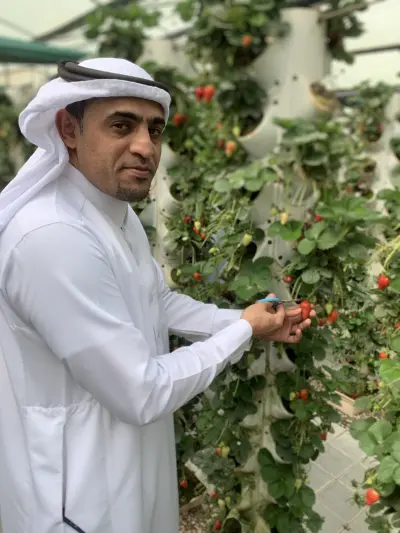 صورة ٣، مزرعة الفراولة بالاحساء