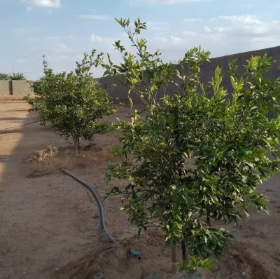 صورة ٤، استراحة الغازي حائل عكاش