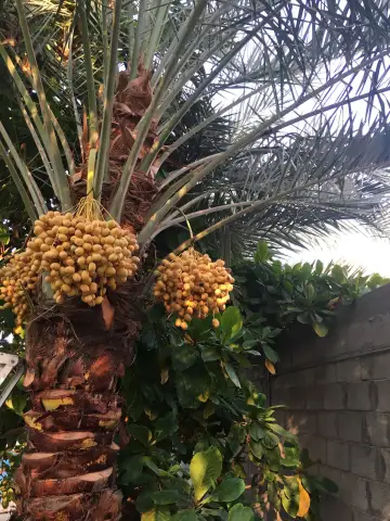 صورة ٢، مزرعة بلودان