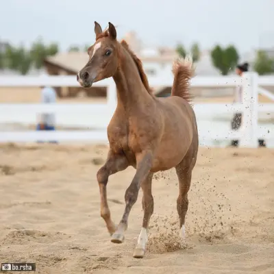 صورة ٢، مزرعة عابد المسحل