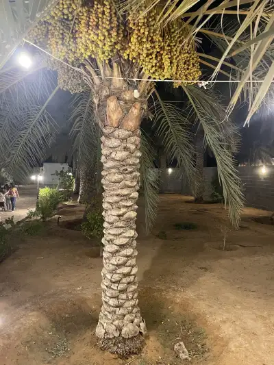 صورة ٢، مزرعة البستان