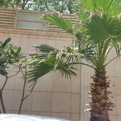 صورة ٥، شاليه خيال أرسا