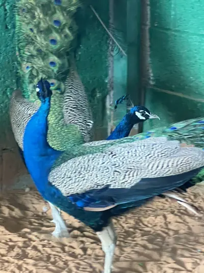 صورة ٣، استراحة ريف الباشي