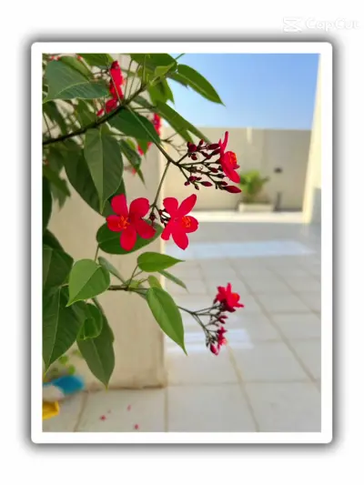صورة ٣، شاليهات برونيرا