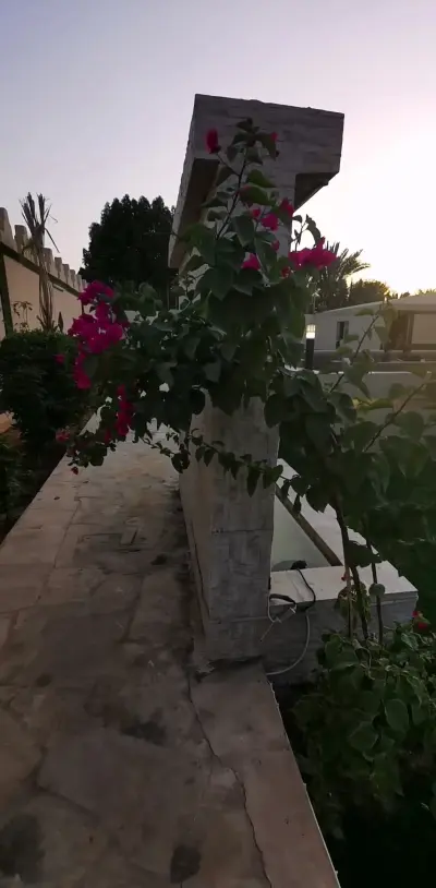 صورة ٢، استراحة رودينا