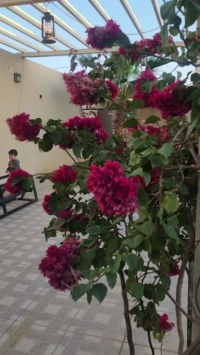 صورة ٢، شاليه رِسَال