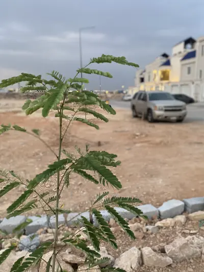 صورة ٥، مركاز أبو رائف