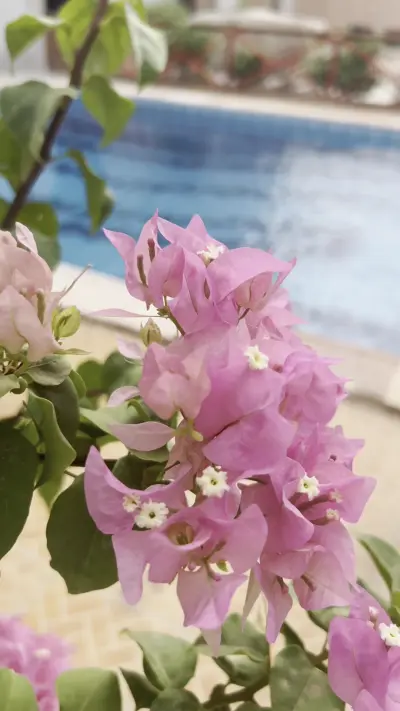 صورة ٣، الميعاد