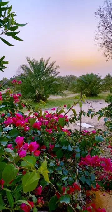 صورة ٢، استراحة سعد بن مهدي الجميعة