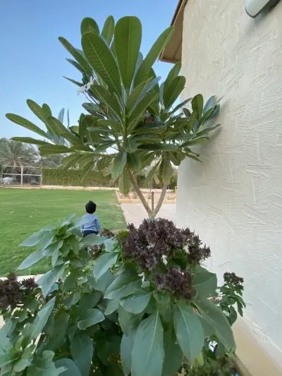 صورة ٢، استراحة رازان الشمال