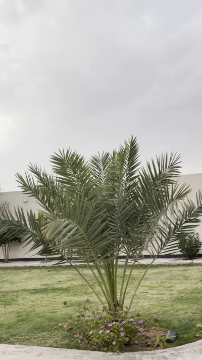 صورة ٣، استراحة ابو حسام