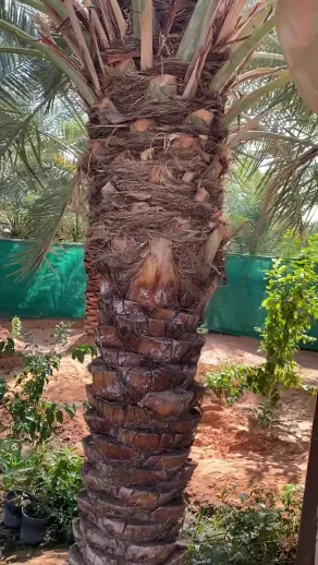 صورة ٢، مزرعة غلا نجد