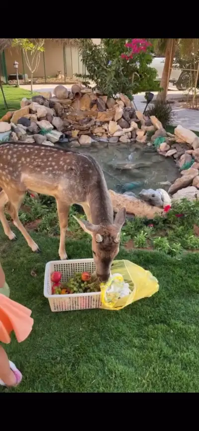صورة ٣، استراحة جبل علياء
