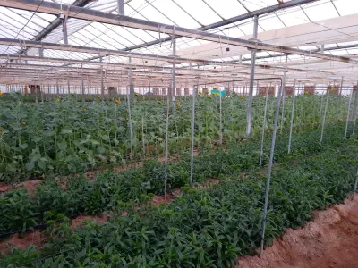 مزارع أسترا مدينة 3