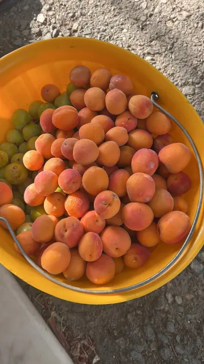 صورة ٣، ضيافة المطاليق