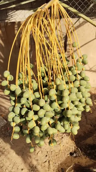 صورة ٣، شاليه النخيل البكيرية