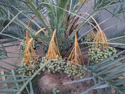 صورة ٦، استراحة أبو جهاد