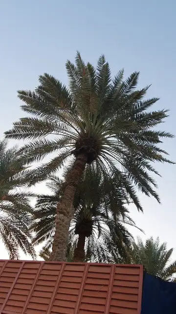 صورة ٣، استراحة و ملعب المصباح