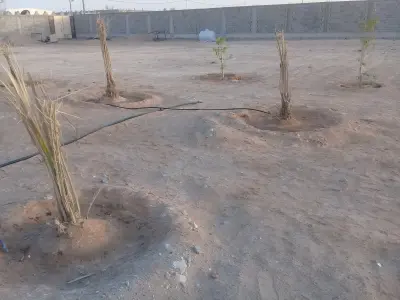 صورة ٤، استراحة محمد بن علي آل عرفج وأولاده
