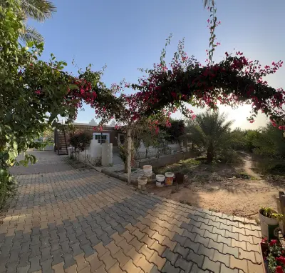 صورة ٣، حايط البديعه