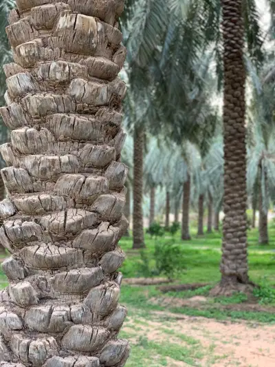 صورة ٣، مزرعة عذبة