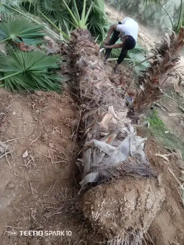 صورة ٤، مشتل نخيل واشنطن عربي شبوك زراعية