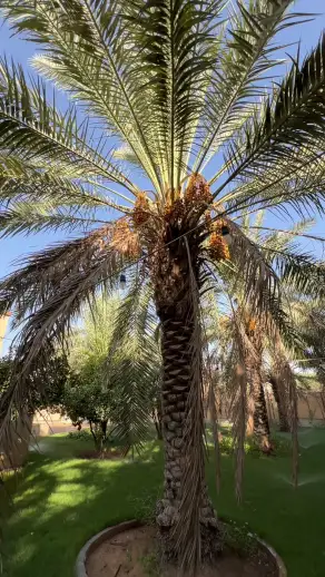 صورة ٣، استراحة بتلات
