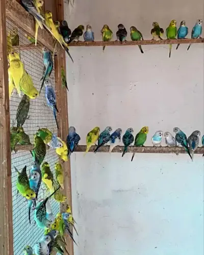 استراحة ابوياسر