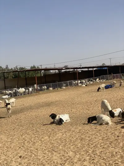 استراحة ابو مشاري للمواشي