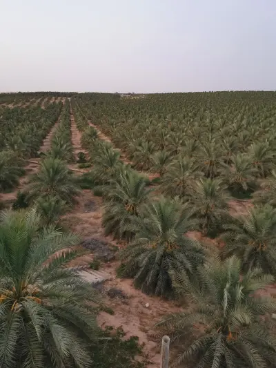 صورة ٢، مزرعة الزهرة