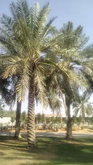 صورة ٣، منتجع غضي