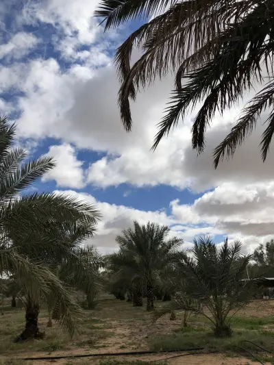 صورة ٣، مزرعة ابناء علي محمد القويفلي رحمه الله