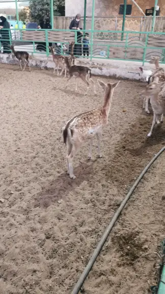 صورة ٢، مزرعة جرين لاند Green land farm