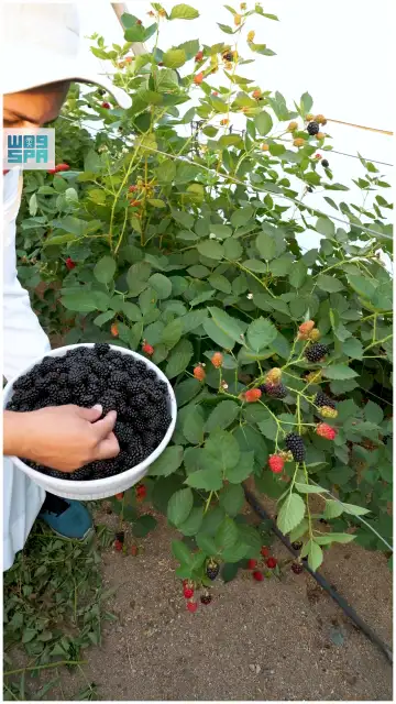 صورة ٤، مزرعة ريف التوت