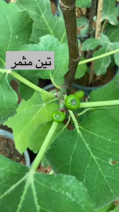 صورة ٢، استراحة ومشتل الاحمدية بالدوادمي