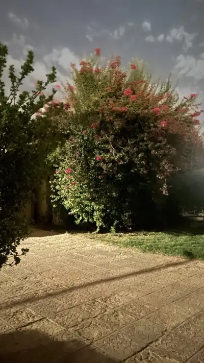 صورة ٥، استراحة الفخامة