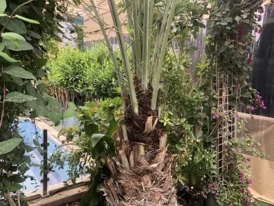 شاليه سبيشل الحزم