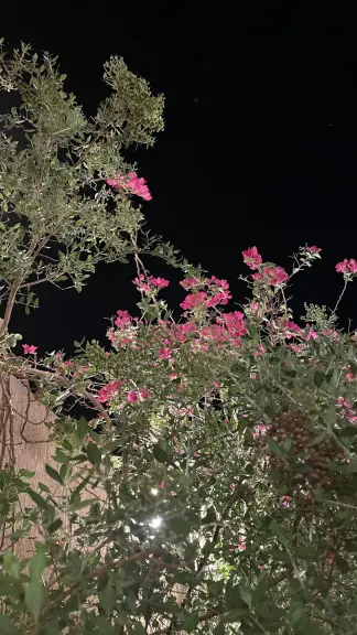 صورة ٣، استراحة السلطان بالحار