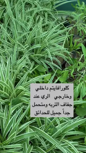 صورة ٣، استراحة ومشتل الاحمدية بالدوادمي