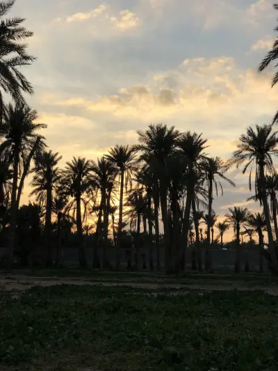 صورة ٢، مزرعة ابناء علي محمد القويفلي رحمه الله
