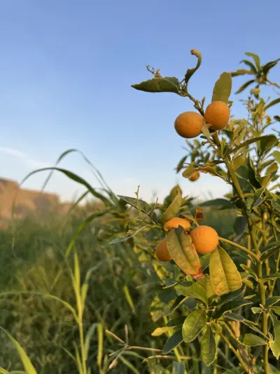 صورة ٣، صبا نجد - استراحة أبوسعود