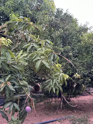 صورة ٥، منتجع وشاليه الفروع النامية