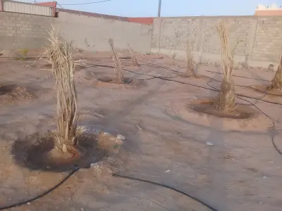صورة ٣، استراحة محمد بن علي آل عرفج وأولاده