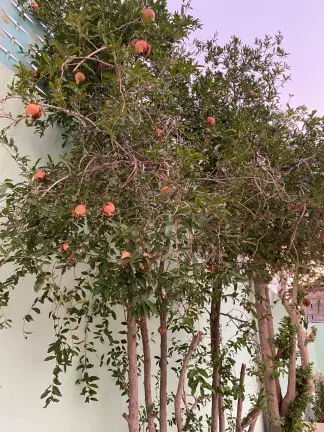 صورة ٦، استراحة النورس