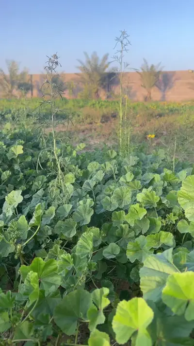 صورة ٤، استراحة فيصل العنزي