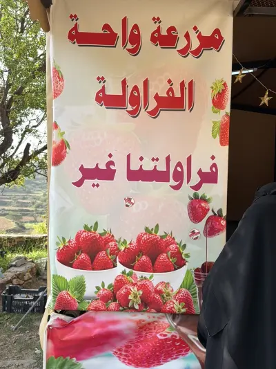 صورة ٤، مزرعة واحة الفراولة